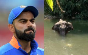 Virat Kohli appalled by Kerala elephant killing tragedy